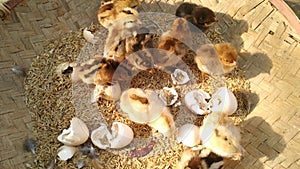 Lots of little chicks in a basket at the agricultural farm. natura