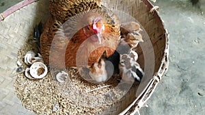 Lots of little chicks in a basket at the agricultural farm. natura