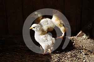 Lots of little chicks in a cale at the agricultural farm.