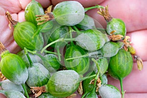 Lots of little gooseberry berries on palm with Powdery mildew fungi plant desease