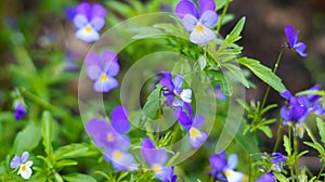 Lots of little purple flowers in the green grass