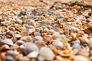 Lots of little shells