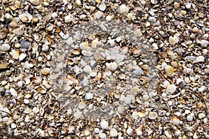 Lots of little shells on the beach