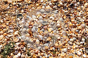 Lots of little shells