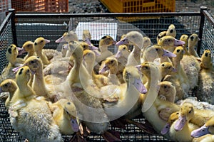 Lots of little variegated ducks in a box