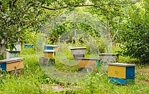 Lots of little yellow nucleus among grass in spring. inseminators Apiary . Bee families with fertile breeding queen be in separate