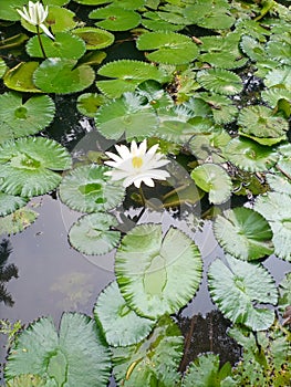 Lots of lotus flower vegetation in lakes or swamps