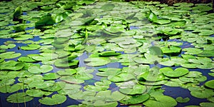 Lots of lotus leaves floating peacefully in the swamp