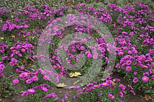 Lots of magenta-colored flowers of Michaelmas daisies in October