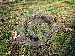 Lots of molehills in a meadow