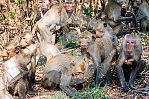 Lots of monkeys panicked stampede Jumping and movement in the forest