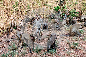 Lots of monkeys panicked stampede Jumping and movement in the forest