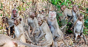 Lots of monkeys panicked stampede Jumping and movement in the forest