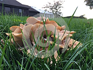 Mushrooms in the grass