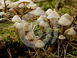 Lots of mushrooms on stump moss