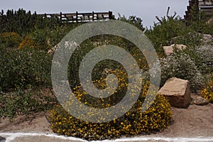 Yellow and white flowers in rural environment in Baja California Mexico photo