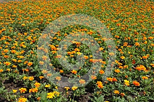 Lots of orange flowerheads of Tagetes patula