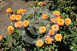 Lots of orange flowers on rose bush