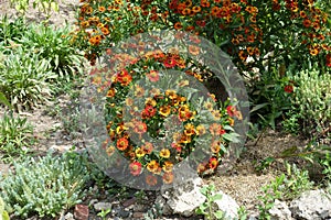 Lots of orange and red flowers of Helenium autumnale