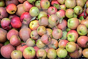 Lots of organic apples fresh from the harvest at the farmer`s market, full frame background, top view from above