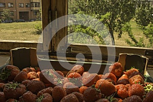 Lots of organic tasty red strawberries pick fresh from our garden vegan superfood