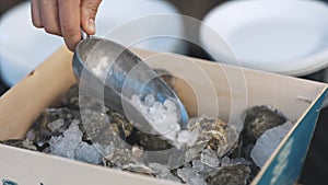 Lots of oysters inside the container filled with ice