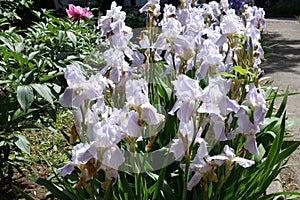 Lots of pale violet flowers of irises