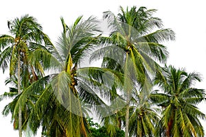 Lots of palm trees over white