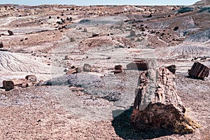 Lots of petrified wood logs in the sunshine of Petrified Forest National Park in Arizona