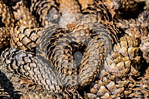 Lots of pine cones close up
