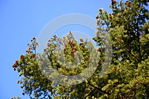 Lots of pine cones on pine tree branches and twigs in spring