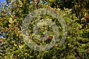 Lots of pine cones on pine tree branches and twigs in spring