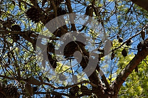 Lots of pine cones on a tree