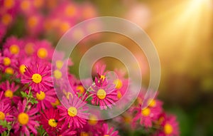 Lots of pink chrysanthemum flowers . Floral background bathed in the sun with selective focus