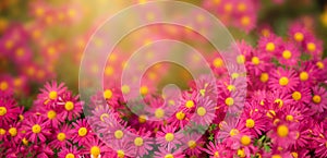 Lots of pink chrysanthemum flowers . Floral background bathed in the sun with selective focus