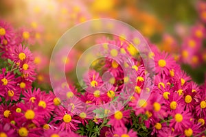 Lots of pink chrysanthemum flowers . Floral background bathed in the sun with selective focus