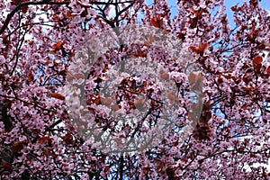 Lots of pink flowers of Prunus pissardii