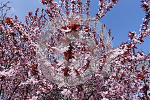 Lots of pink flowers of Prunus pissardii against the sky