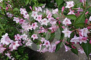 Lots of pink flowers of weigela