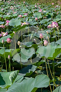 Lots of pink lotus buds with large leaves