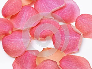 Lots of pink rose petals