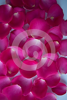 Lots of pink rose petals. The view from the top. Background, postcard, romance, wedding invitation