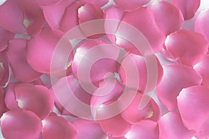 Lots of pink rose petals. The view from the top. Background, postcard, romance, wedding invitation