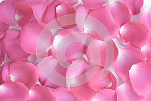 Lots of pink rose petals. The view from the top. Background, postcard, romance, wedding invitation