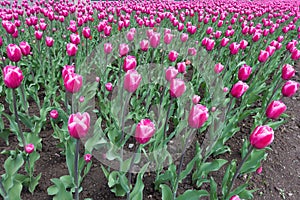 Lots of pink tulips in spring