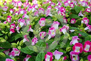 Lots of pink Violas photo