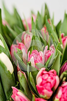 Lots of pink, white and salmon tulips in crafting packaging close-up on a white background.