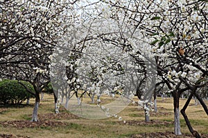 A lots of plum blossom