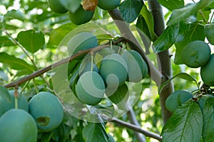 lots of plums on plum tree,close-up green plums,plums on branch close-up