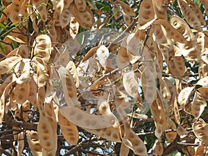 Lots of pods hanging of plant